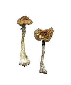 Dried Magic Mushrooms