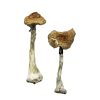 Panama Magic Mushrooms