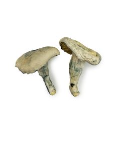 Albino Thai Lipa Yai Magic Mushrooms