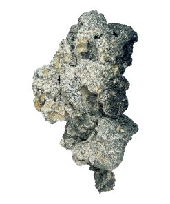 Enigma Magic Mushrooms