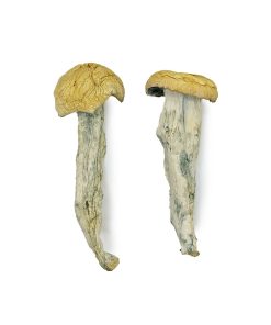 Fo Dawg Magic Mushrooms