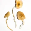 Golden Teacher Magic Mushrooms