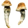 Shepherds Cut Penis Envy Magic Mushrooms