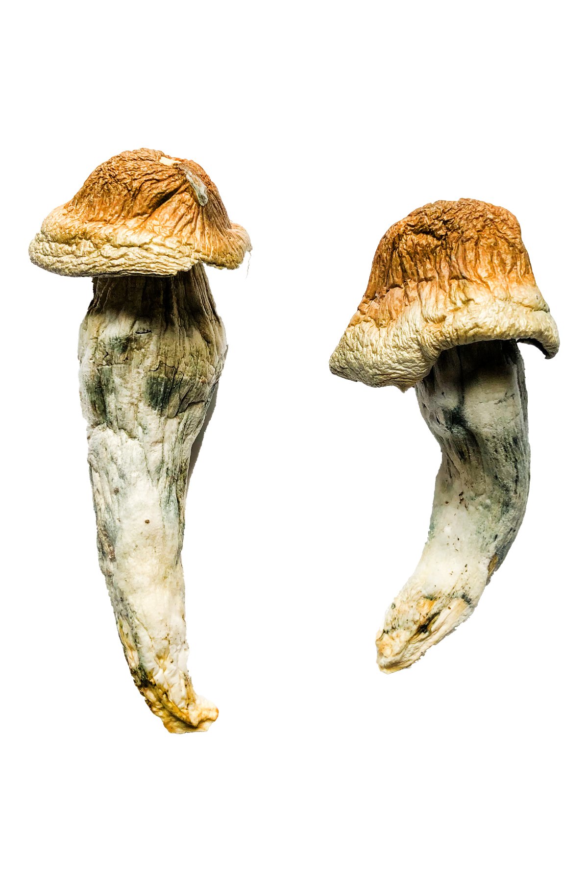 Shepherds Cut Penis Envy Magic Mushrooms